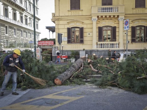 La guerra ai pini del Comune di Napoli