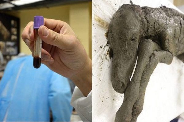 Sangue liquido in un puledro preistorico, è il più antico del mondo. Ora vogliono clonarlo