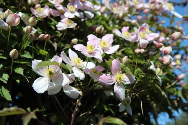 Perché la tua clematis non fiorisce? Cause e soluzioni pratiche